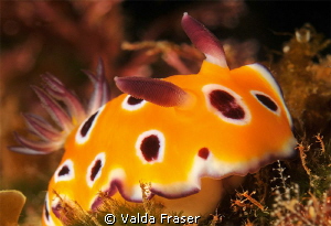 Horrible ... ugly, skinny shrimps up ahead. by Valda Fraser 